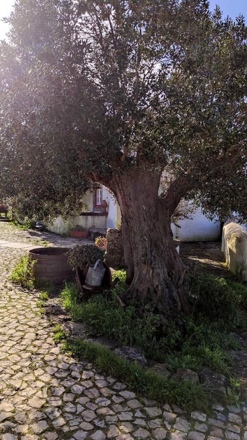 Ancos Little House -Sintra Countryside- Villa Montelavar Bagian luar foto